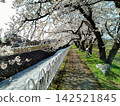 Cherry blossoms in full bloom and a well-maintained walking path along the river. 142521845