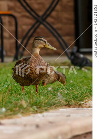 The grace of river ducks The grace of river ducks 142521853