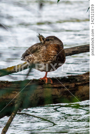 The grace of river ducks The grace of river ducks 142521859