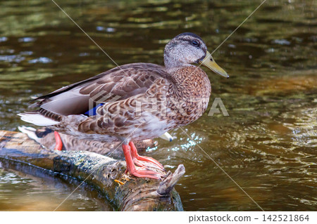 The grace of river ducks The grace of river ducks 142521864