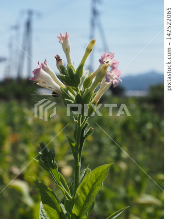 Pink tobacco flowers and buds bathed in blue sky and sunlight (tobacco field near the Minami-Jinzan level crossing on the JR Dosan Line) Pink tobacco flowers and buds bathed in blue sky and sunlight (tobacco field near the Minami-Jinzan level crossing on the JR Dosan Line) 142522065