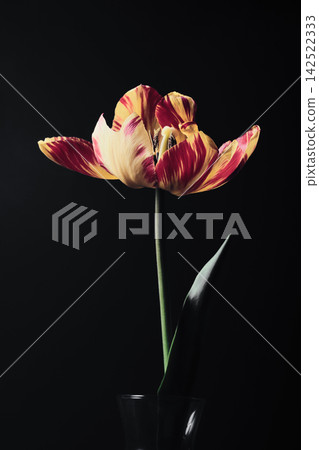Tulip bloom showing intricate patterns on petals with dark background Tulip bloom showing intricate patterns on petals with dark background 142522333