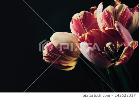 Close-up of exotic striped tulips on black background Close-up of exotic striped tulips on black background 142522337
