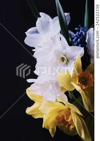 Daffodils and muscari blooming together, representing spring Daffodils and muscari blooming together, representing spring 142522338