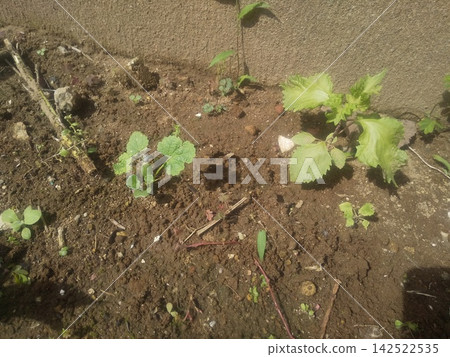 Seedlings grown from the roots of hollyhocks, which bloom with large flowers in the summer. Seedlings grown from the roots of hollyhocks, which bloom with large flowers in the summer. 142522535