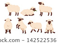 Cute Fluffy Sheep Various Poses Set with Grazing Side View Single Cut Minimal Flat Vector Farm Animal 142522536