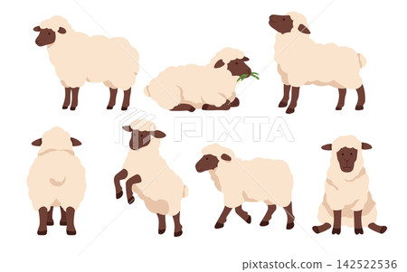 Cute Fluffy Sheep Various Poses Set with Grazing Side View Single Cut Minimal Flat Vector Farm Animal Cute Fluffy Sheep Various Poses Set with Grazing Side View Single Cut Minimal Flat Vector Farm Animal 142522536