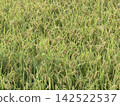 "Golden rice stalks ready for harvest" 142522537