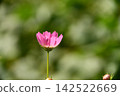 Pink cosmos flowers are starting to bloom. 142522669