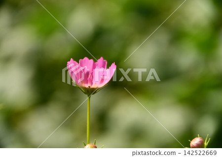粉紅色的波斯菊開始盛開了。 142522669
