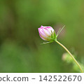 Cosmos began to bloom 142522670