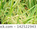 A red dragonfly perched on a rice stalk in a paddy field. 142522943