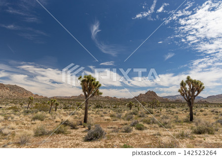 Fantastic landscapes of Joshua Tree Park Fantastic landscapes of Joshua Tree Park 142523264