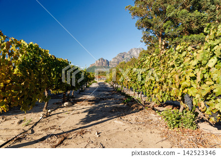 Ripe grapes on vine in South African vineyard 142523346