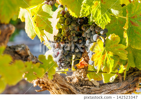 Ripe grapes on vine in South African vineyard Ripe grapes on vine in South African vineyard 142523347