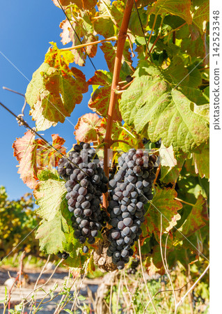 Sunlit vineyard rows Sunlit vineyard rows 142523348