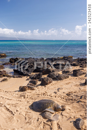 Sea turtle on ocean shore in Hawaii Sea turtle on ocean shore in Hawaii 142523438