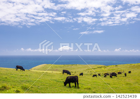Cows grazing on hills with ocean view 142523439