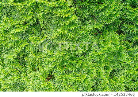 Bright green thuja branches natural foliage background Bright green thuja branches natural foliage background 142523466