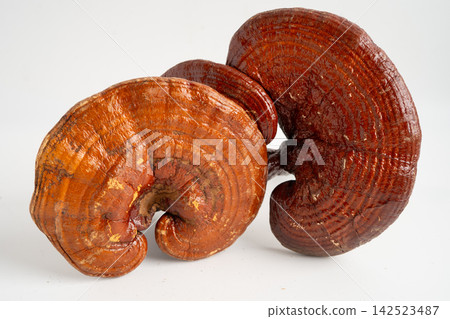 Dried lingzhi mushroom alternative medicine herbal organic herb. 142523487