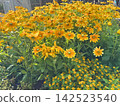 A beautiful yellow flower 142523540