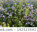 Cute purple flowers growing in clusters 142523541