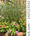 Cute pink flowers 142523542