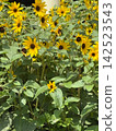 Sunflowers in clusters in summer 142523543