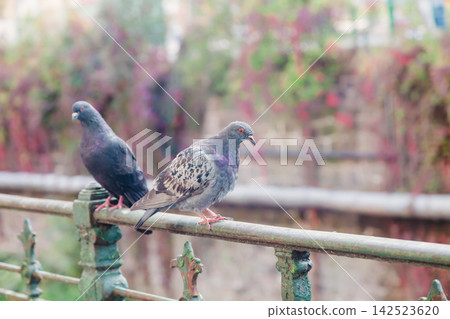 A pair of rock doves perch on a fence in a city park A pair of rock doves perch on a fence in a city park 142523620