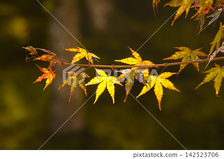 Autumn sunlight shines on the beginnings of the coloring of maple leaves. Autumn sunlight shines on the beginnings of the coloring of maple leaves. 142523706