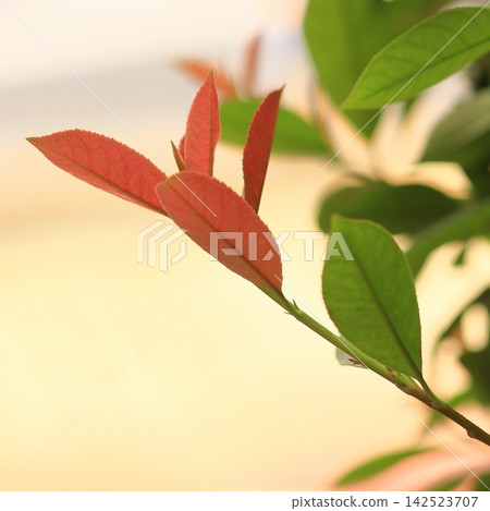 Young Red Leaves Emerging on a Green Branch Young Red Leaves Emerging on a Green Branch 142523707