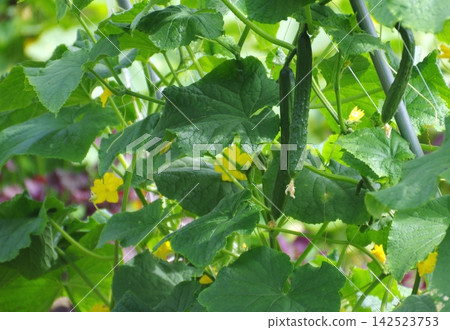 架上種植的黃瓜已經長大了。 架上種植的黃瓜已經長大了。 142523753