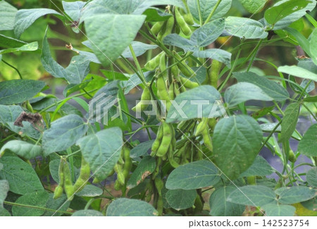 The edamame plants have grown and ripened. The edamame plants have grown and ripened. 142523754