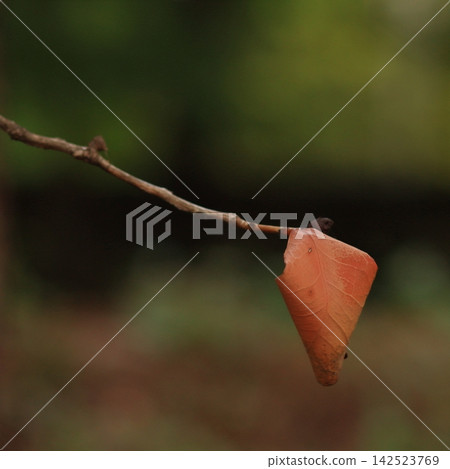 Single Autumn Leaf Hanging from a Bare Branch Single Autumn Leaf Hanging from a Bare Branch 142523769
