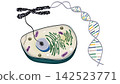 Biology diagram explaining cellular anatomy connection to chromosome structure and dna double helix strand. Educational illustration of genetic code replication process for science study 142523771