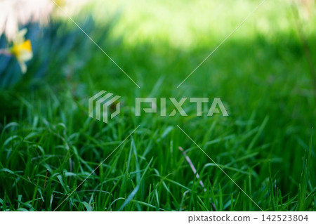 Natural photography in the foreground of tops of green long leaves of cereal plants with perspective going into blurred background, turning to light yellow color. Blank for artworks with copy space Natural photography in the foreground of tops of green long leaves of cereal plants with perspective going into blurred background, turning to light yellow color. Blank for artworks with copy space 142523804
