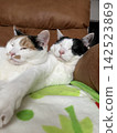 Cat brother 142523869