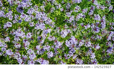 玉丸馬莊 玉丸馬莊 142523927