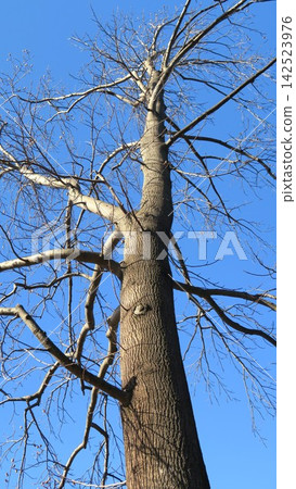A bare tulip tree in a winter park against a blue sky. 142523976