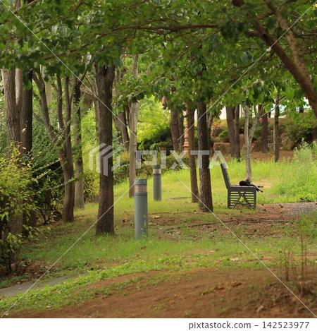 Stray Cat Sleeping on a Park Bench Stray Cat Sleeping on a Park Bench 142523977