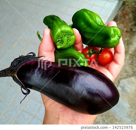 Freshly harvested eggplants, bell peppers, and cherry tomatoes from our home garden. 142523978