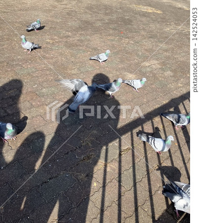 公園裡一群鴿子和一隻鴿子 142524053