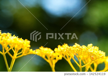 黃色花朵和綠色背景。留白。 黃色花朵和綠色背景。留白。 142524119