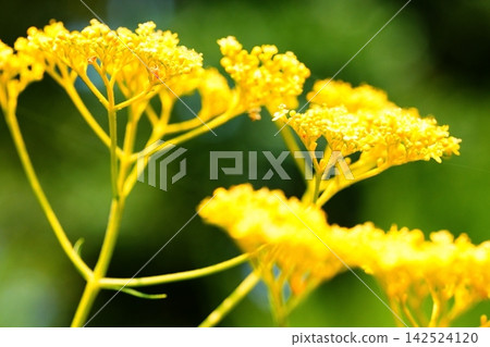 陽光下閃耀著明亮的黃色花朵 陽光下閃耀著明亮的黃色花朵 142524120
