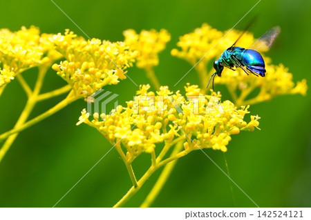 一隻寶石蜂(Chrysalis japonica)飛向一朵黃色的花。 一隻寶石蜂(Chrysalis japonica)飛向一朵黃色的花。 142524121