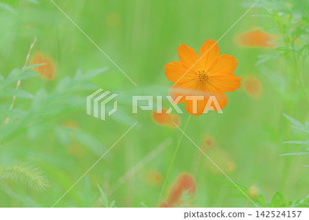 開花在領域的Kibanakosmos 開花在領域的Kibanakosmos 142524157