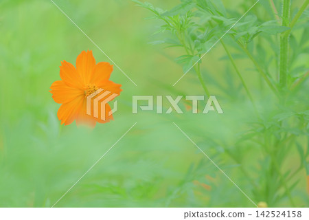 開花在領域的Kibanakosmos 開花在領域的Kibanakosmos 142524158