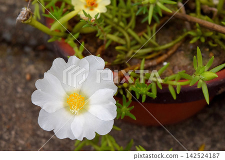 White Matsuba button White Matsuba button 142524187