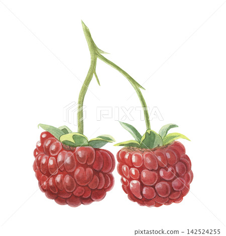 Raspberries. Hand-painted watercolor illustration isolated on white for food packaging, desserts, branding, labels, logo, recipes, cookbooks, jam, beverages, cosmetics, stationery, textiles, design 142524255