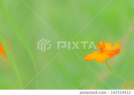 開花在領域的Kibanakosmos 開花在領域的Kibanakosmos 142524412